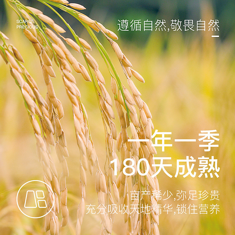老挝进口挝粮大米一年一季原生态安全绿色香米5kg/10斤儿童有机米
