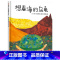 单本全册 [正版]信谊原创系列想看海的乌龟硬壳精装图画书适合2岁以上亲子阅读童书