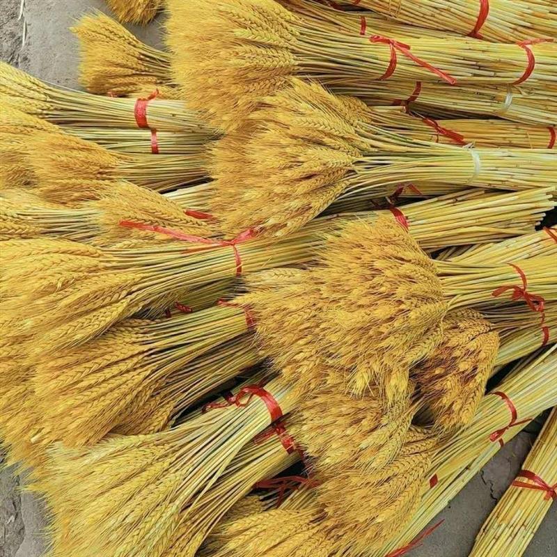 麦穗干花花束金色大麦客厅装饰开业花瓶摆件桌面花艺插花真花|原色 50支