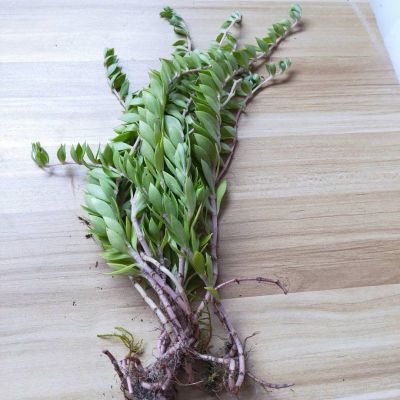 野生垂盆草鲜活植物驱蚊草垂吊绿植盆栽阳台花卉除甲醛吊兰垂盆草30株