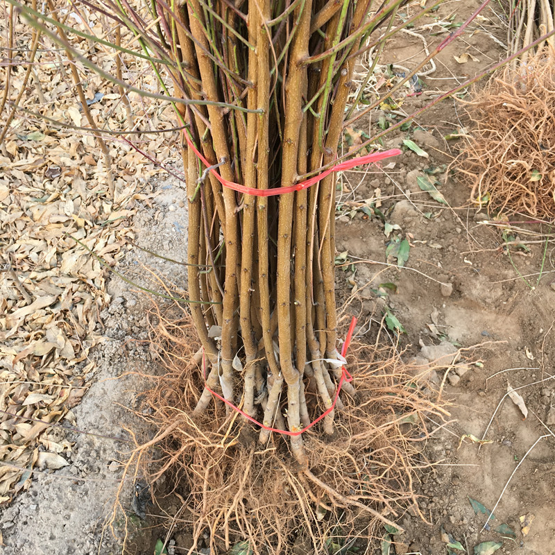 嫁接桃树树苗中华二号冬桃极晚熟脆甜冬桃树苗冬桃苗当年结果视频