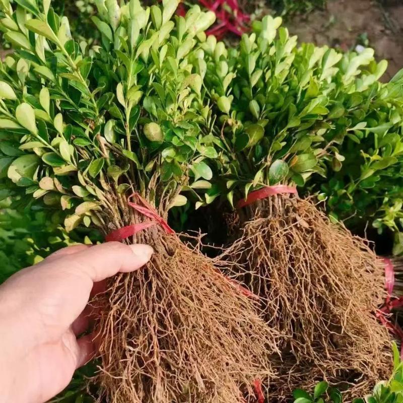 诚智旺 小叶黄杨 高50-60cm/棵高清大图
