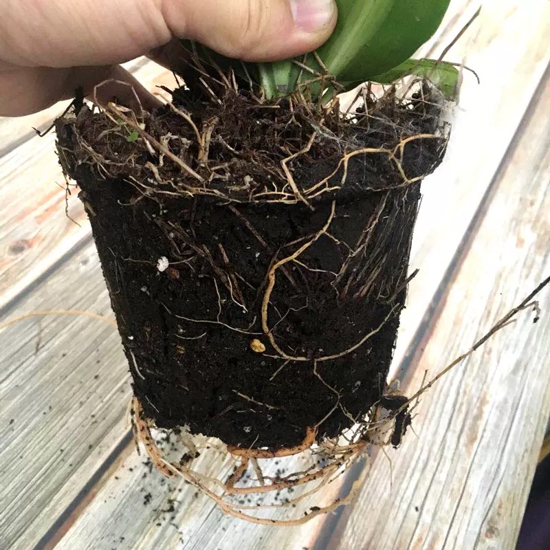 诚智旺 金心也门铁 50cm/盆高清大图