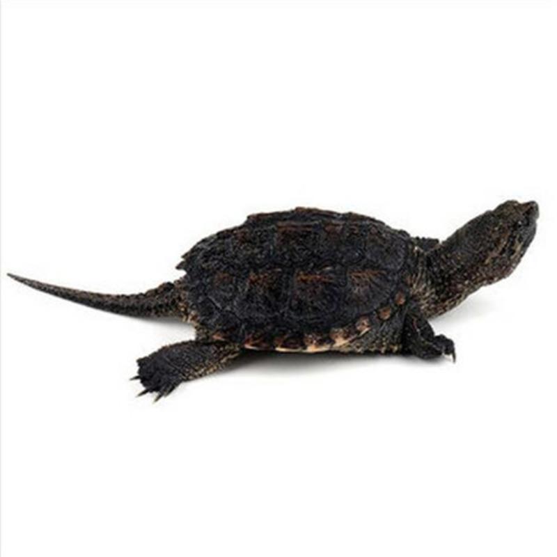 乌龟活体北美小鳄龟鳄鱼龟杂佛鳄龟大龟苗宠物龟观赏龟水龟北美小鳄龟