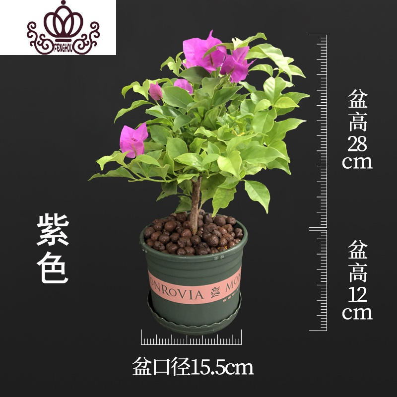 封后三角梅盆栽室内花卉爬藤植物阳台庭院老桩多色重瓣花四季带花发货紫色不含盆图片 高清实拍大图 苏宁易购