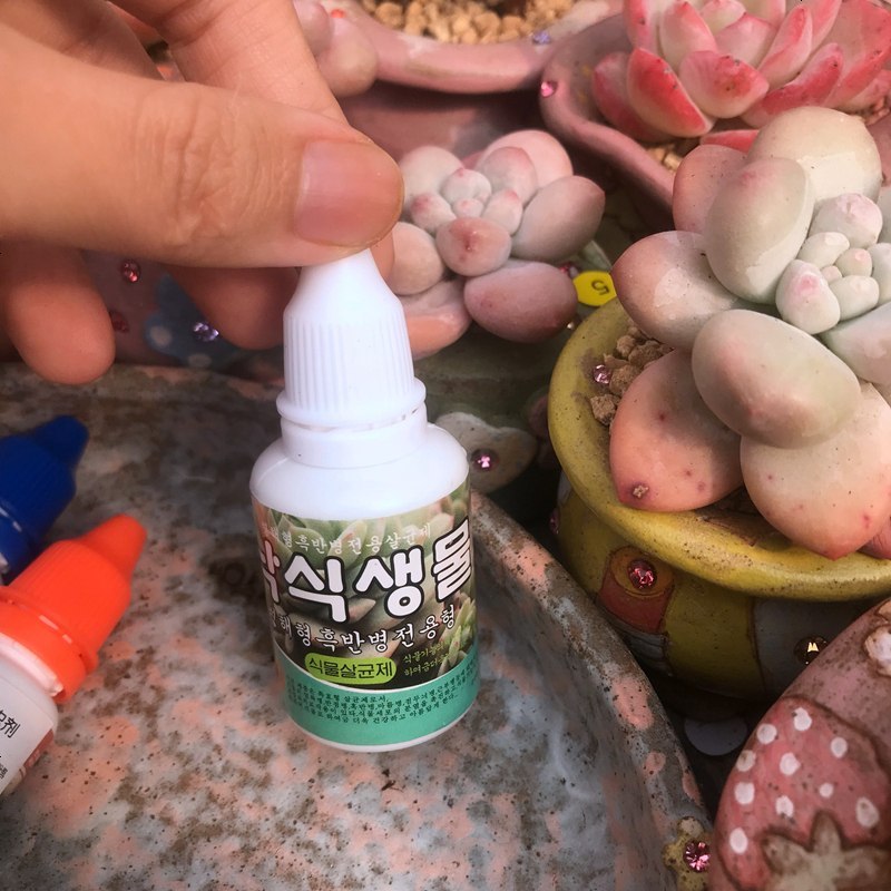 多肉煤烟病 修护营养剂 介壳虫蚧克虫黑腐黑斑专用植物介壳养护液