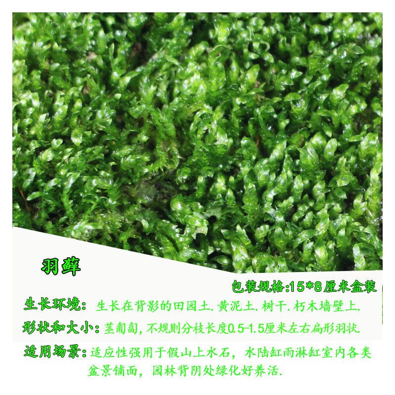 苔藓微景观鲜活植物铺面盆景草种子鱼缸苔藓生态瓶养龟造景