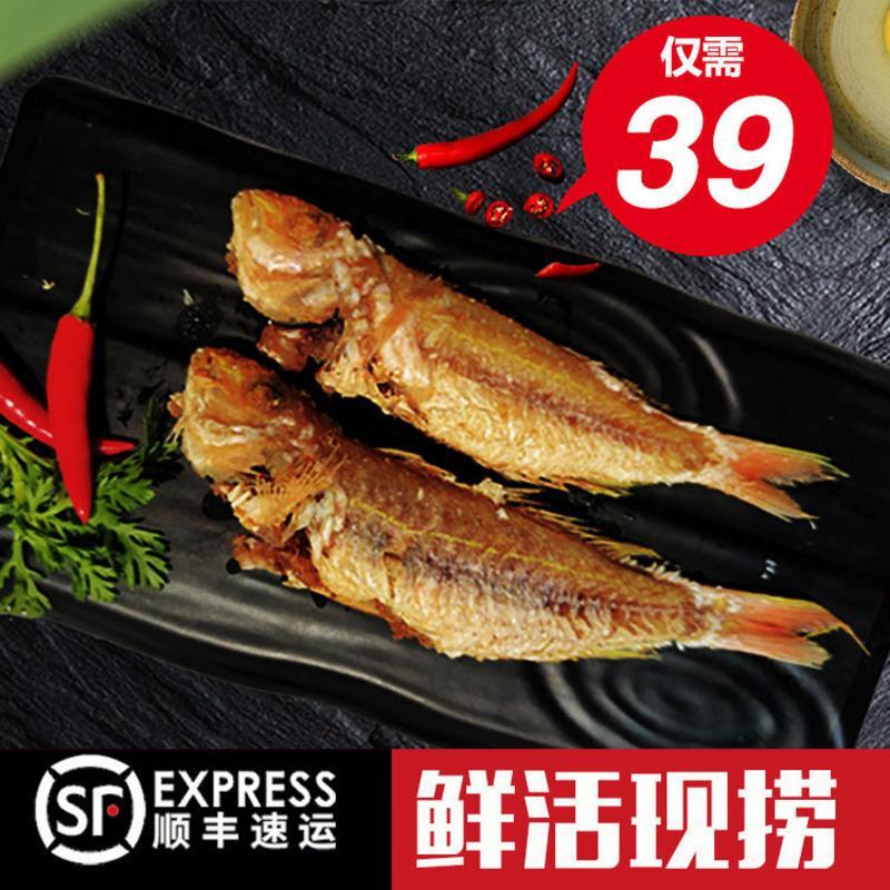 赛卡伊全国东海新鲜金线鱼水产海鱼冷冻红杉鱼金丝鱼闽南必香鱼3斤装1