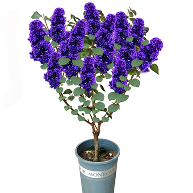 丁香花树苗浓香花卉四季耐寒花苗植物室外庭院别墅白紫丁香花盆栽报价 参数 图片 视频 怎么样 问答 苏宁易购