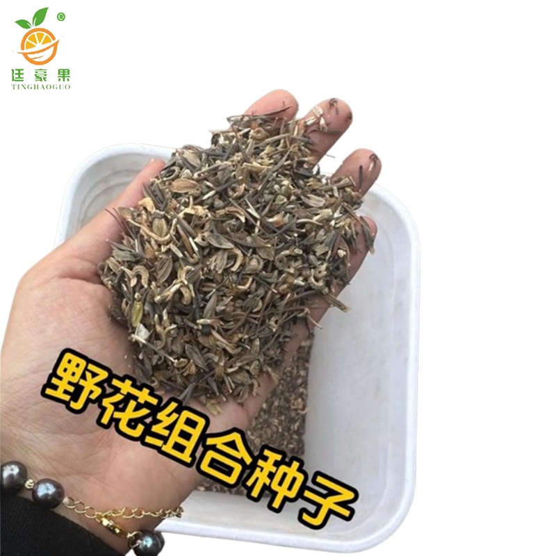 廷豪果 四季野花种子 净籽 /千克高清大图