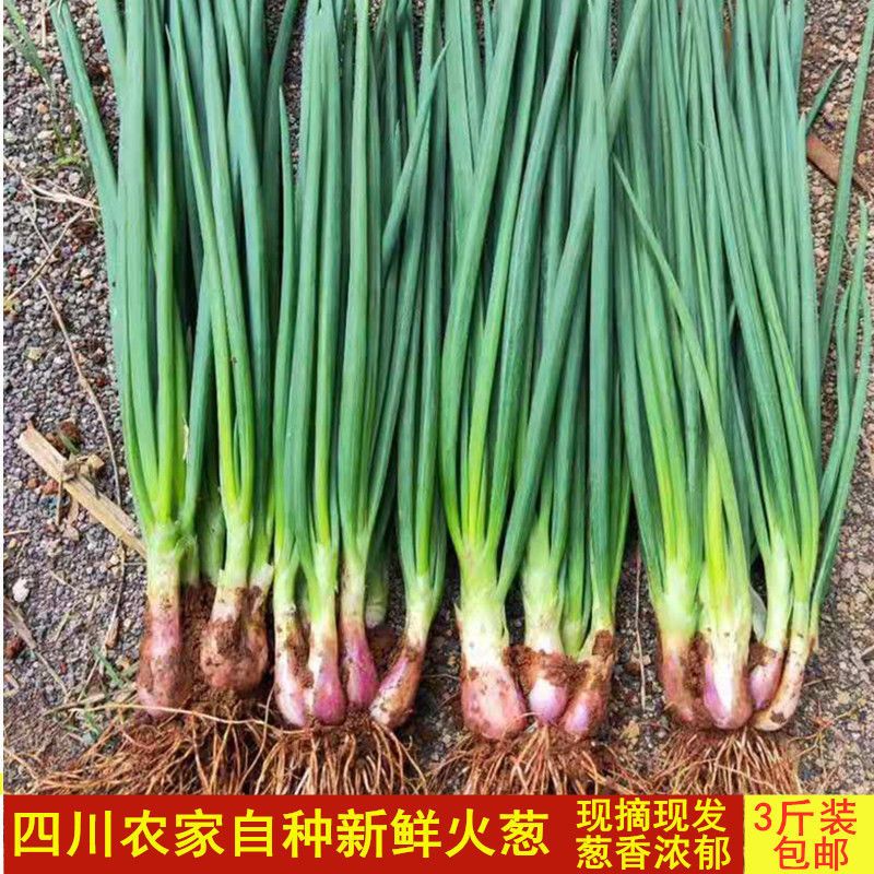 赛卡伊四川农家小香葱新鲜火葱细葱现摘现发蘸水水葱时令蔬菜