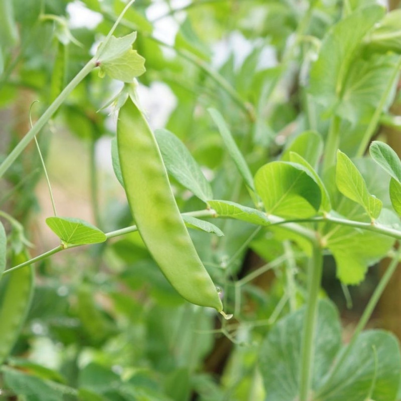 荷兰豆四季豆豆角豌豆甜豆新鲜蔬菜农村 3斤 图片 高清实拍大图 苏宁易购