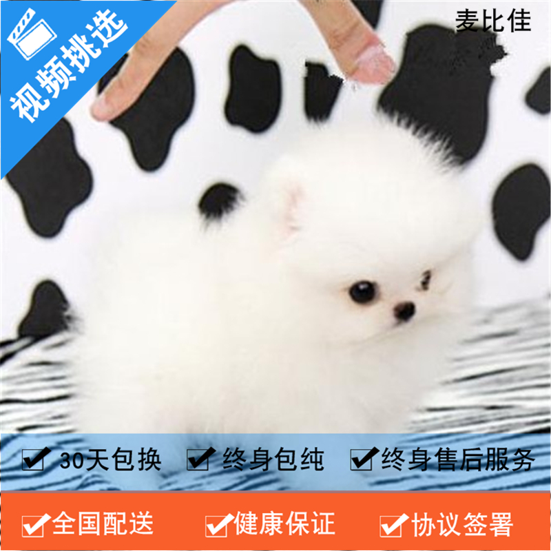 麦比佳 纯种哈多利系球体博美犬活体动物 茶杯博美犬 日系俊杰双血统长不大的茶杯狗白色博美犬 赛级博美犬活体狗狗纯种茶杯犬高清大图