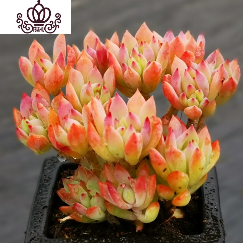 封后超大巨型多肉植物老桩稀有品种罕见清棚小贵货广寒宫悬崖庄铁观音带土带塑料盆带盆栽好报价 参数 图片 视频 怎么样 问答 苏宁易购