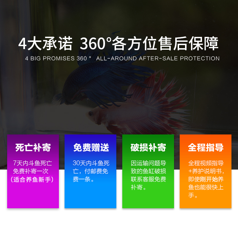 斗鱼生态瓶封闭小鱼瓶免换水瓶装观赏鱼玻璃桌面透明微景观鱼小型高清大图