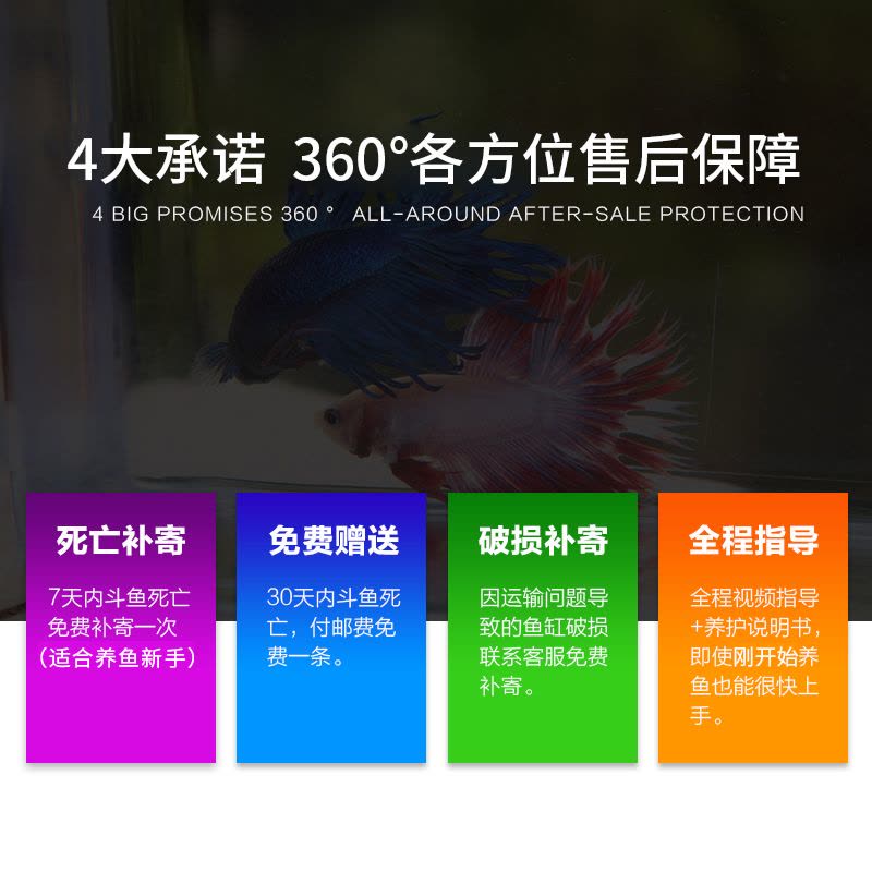 斗鱼生态瓶封闭小鱼瓶免换水瓶装观赏鱼玻璃桌面透明微景观鱼小型图片
