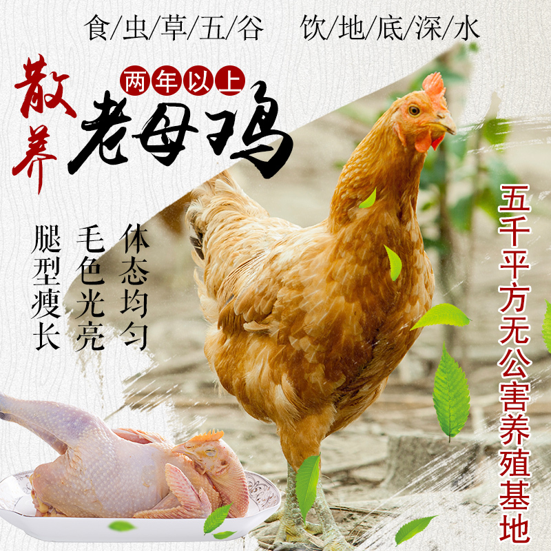 [中华特色]国谷旦 江浙隔日到 外省飞机空运 苏北老母鸡草鸡土净重2.3-2.5斤 现杀顺丰发货高清大图