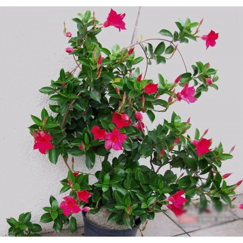 古达飘香藤大花卉盆栽四季开花红色双喜藤花植物室内阳台爬藤植物庭院