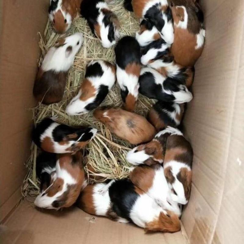 随机一只不选花色性别送运输笼预防药粮草指导荷兰猪宠物豚鼠活物河南