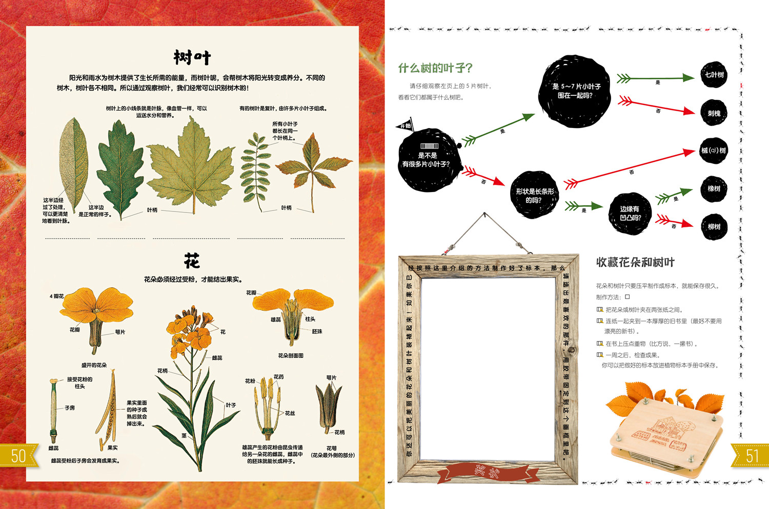 《我的自然游戏书》 [正版]东方娃娃自然科普《我的自然游戏书》6-12岁儿童书籍童书植物和动物之旅高清大图
