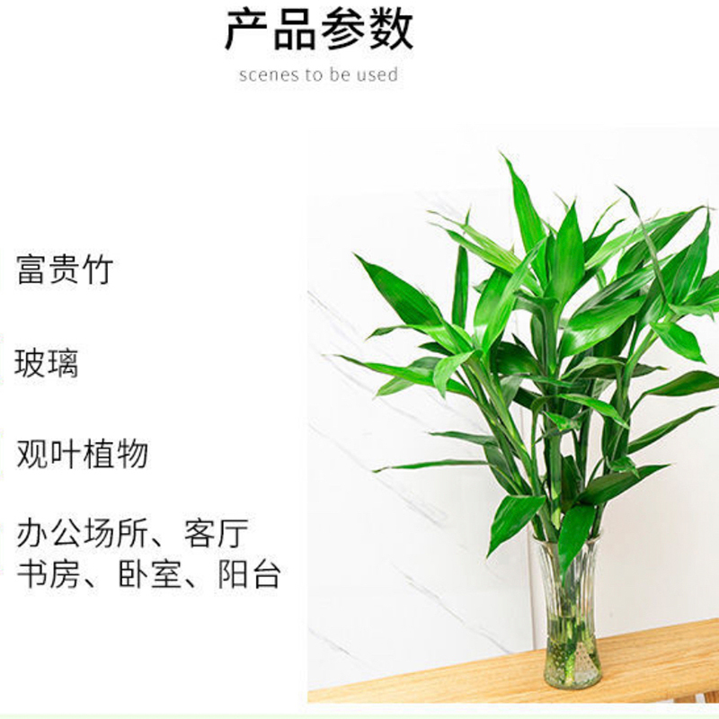 富贵竹(绿)