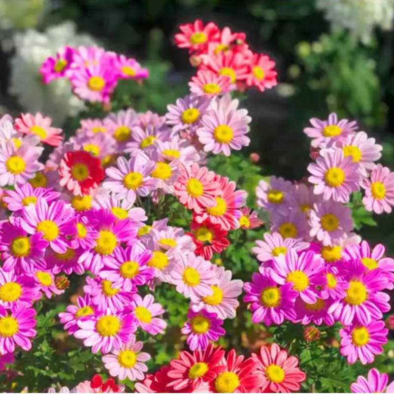 诚智旺 除虫菊花籽100g 净籽/袋高清大图