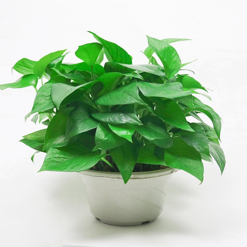 绿萝爱艺盆栽绿植室内吸甲醛净化空气家庭水培盆栽吊兰防辐射花卉