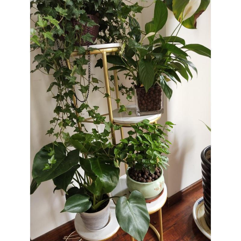 北欧花架客厅现代花架子简约绿萝落地式轻奢多层置物架室内花盆架三层黑色特大报价 参数 图片 视频 怎么样 问答 苏宁易购