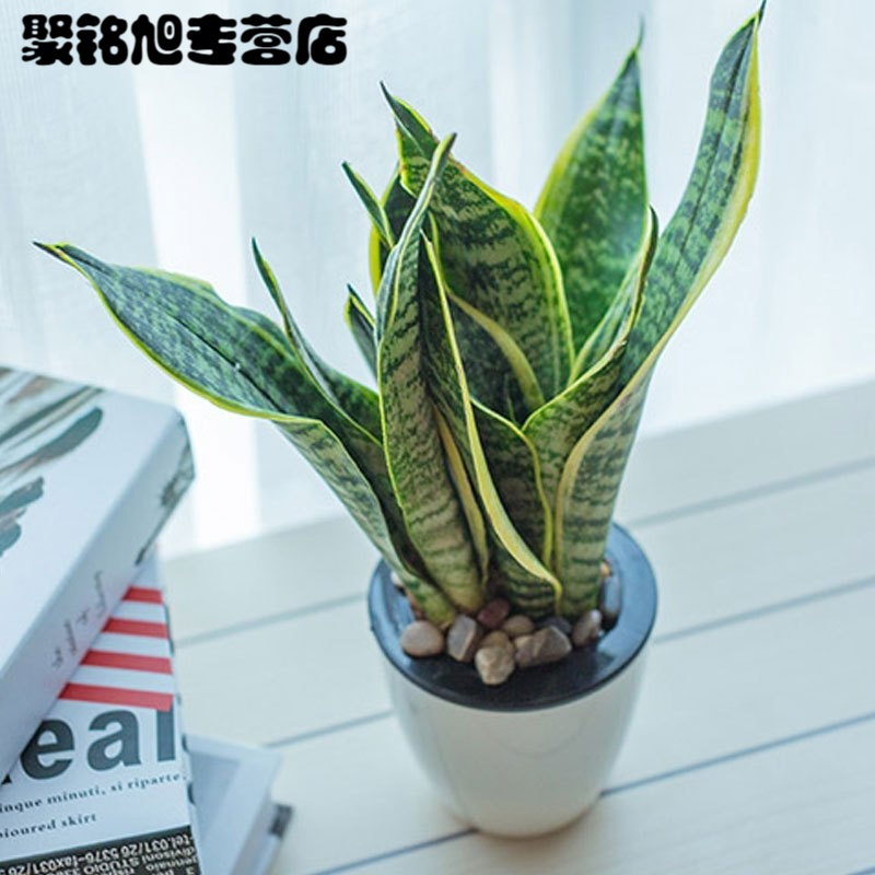(带盆栽好)金边虎皮兰绿植盆栽植物阳台办公桌窗台茶几书房盆栽绿植客厅花卉盆栽自动吸水虎皮兰花卉绿植盆栽