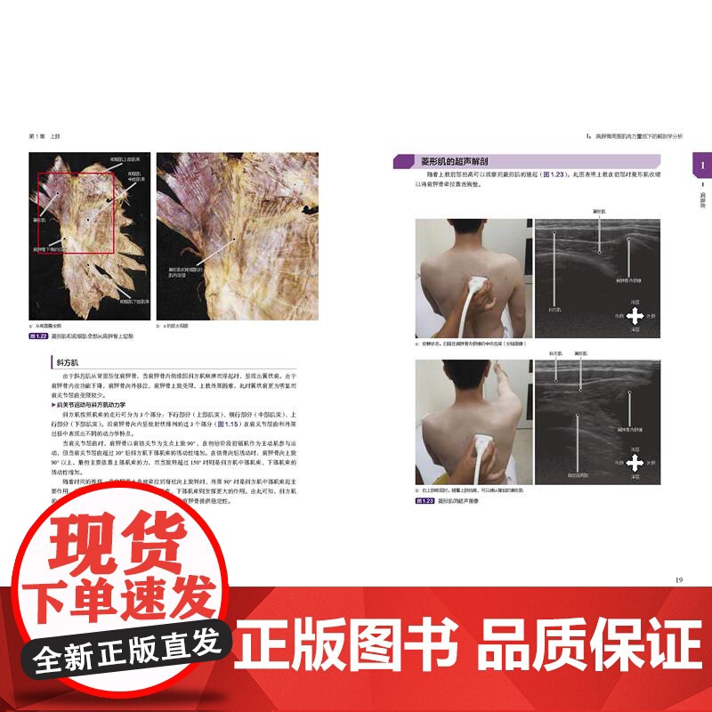 临床肌骨疾病功能解剖和治疗性运动 肌骨功能障碍 功能障碍康复 治疗性运动 北京科学技术高清大图