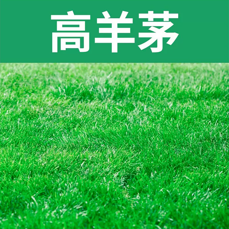 草坪草籽护坡高羊茅四季常青庭院地毯草皮绿化草种子 高羊茅包衣(5斤)高清大图