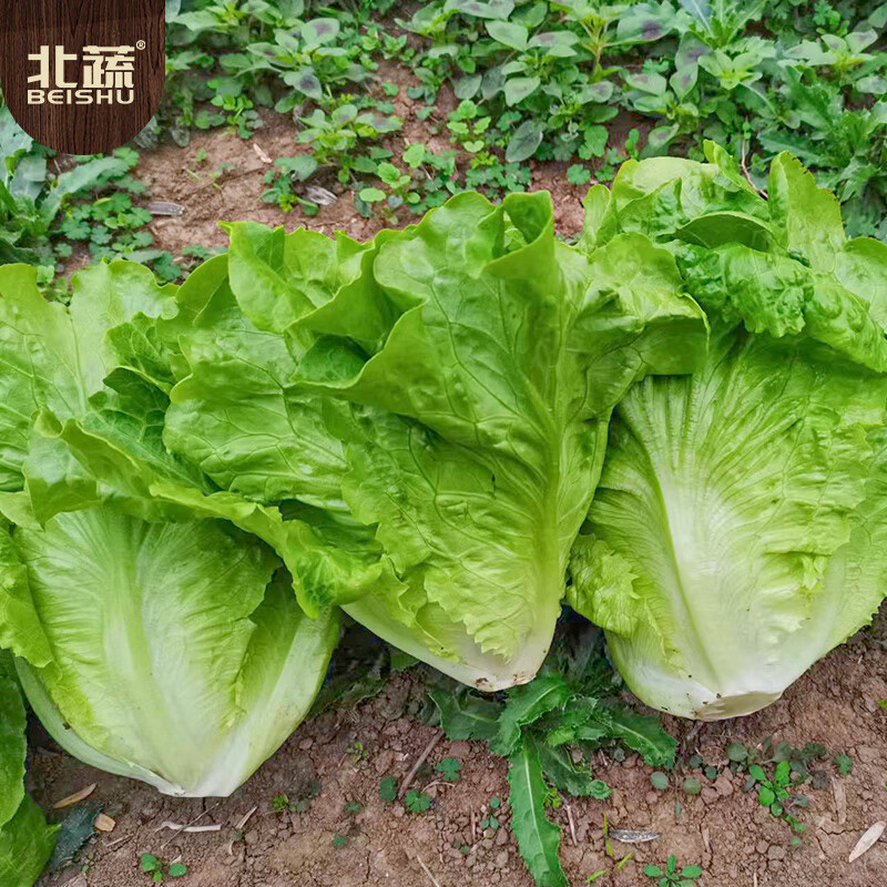 生菜种子 北疏速翠1号高清大图