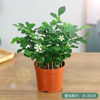 九里香盆栽七里香夏季秋季开花花卉浓香型花卉阳台四季常青植物 九里香丛生小苗一盆多颗 当年开花 原土发货 送肥料