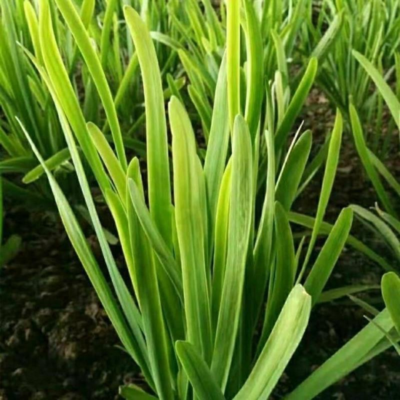 赛卡伊韭菜新鲜头茬韭菜韭苔山东寿光农家先割先发韭菜净重1斤5斤