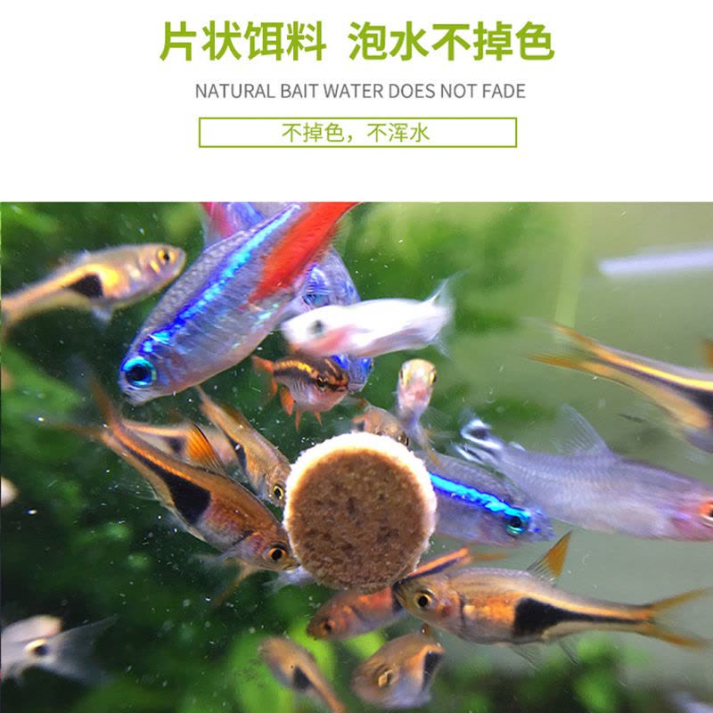 粘贴鱼粮热带观赏鱼饲料孔雀鱼红绿灯增色贴片鱼粮小型鱼饲料图片