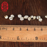 寻百四川贝母川贝川贝母松贝母松贝珍珠贝川贝粉50g非500g
