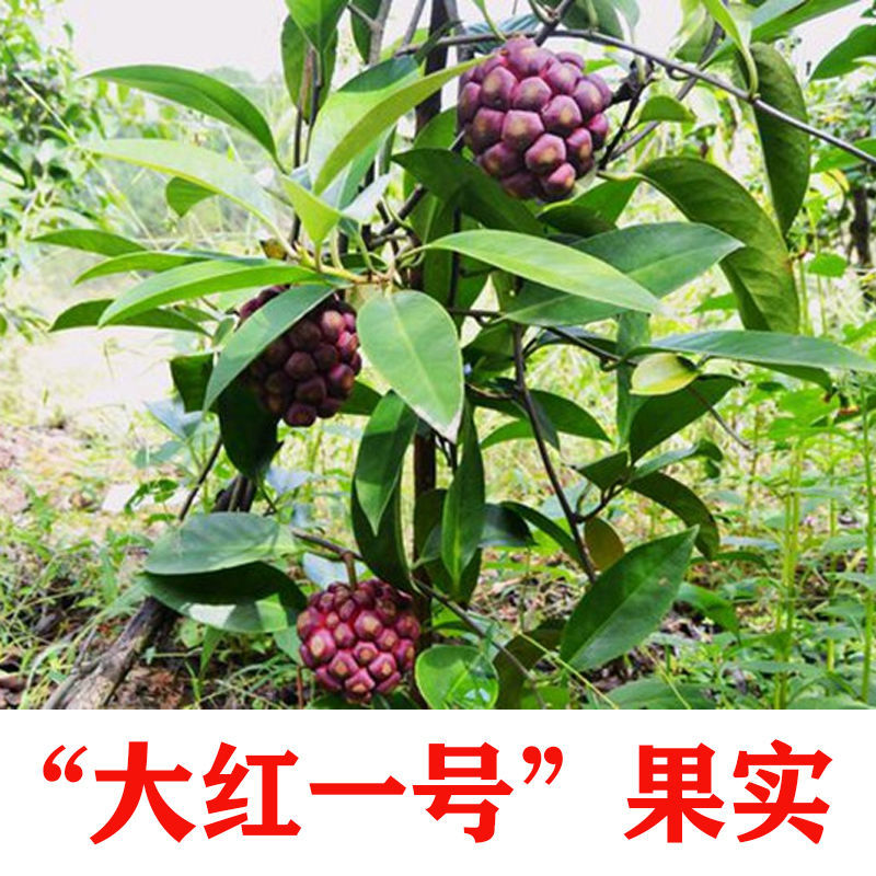黑老虎果苗 布福娜树苗 冷饭团爬藤绿植盆栽带土带叶发货贵州产地 大红1号 三年大苗(带原土带叶发货)