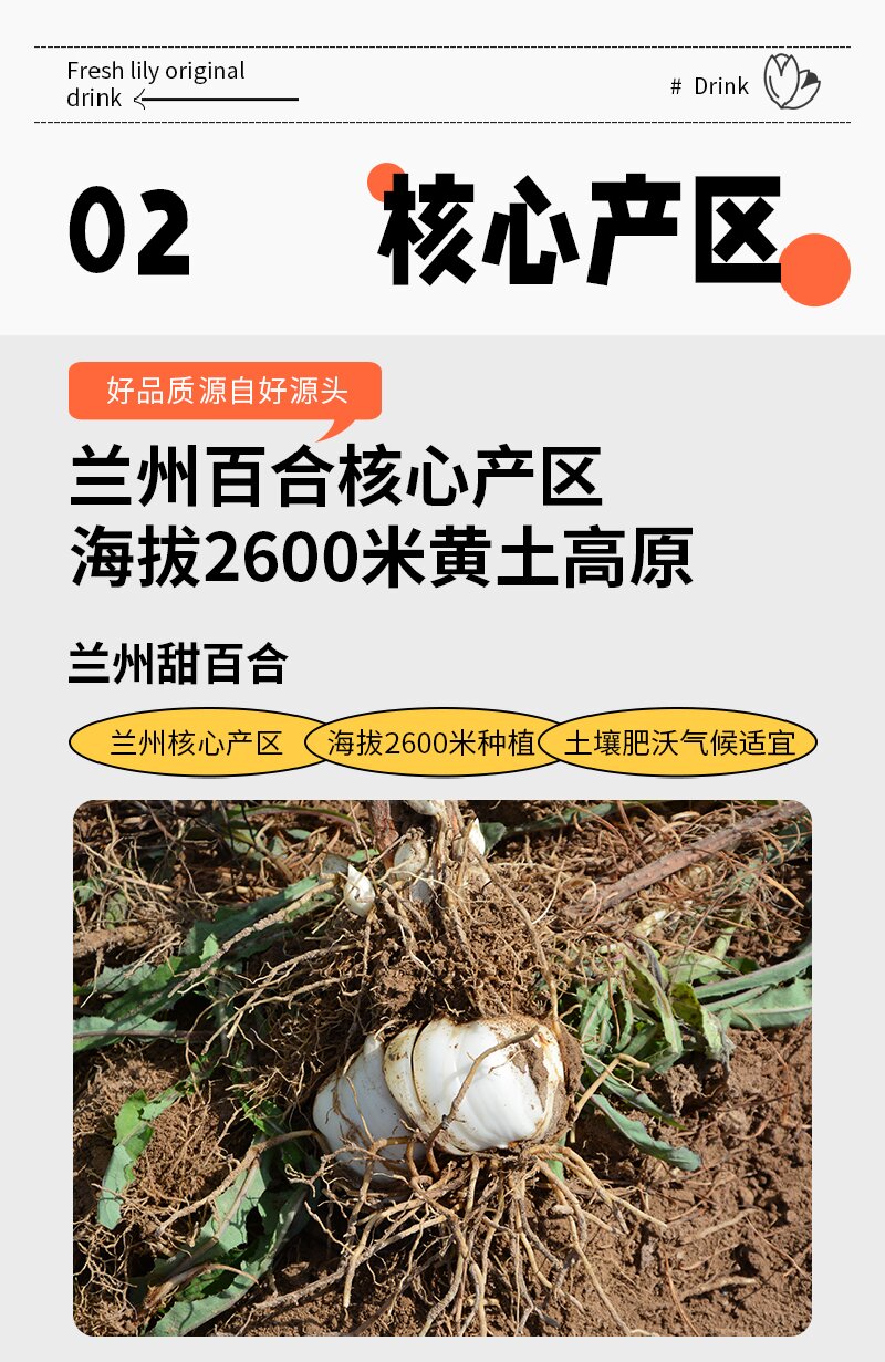 甘肃特产百合益π植物益生菌发酵鲜百合原汁饮品170ml*14高清大图