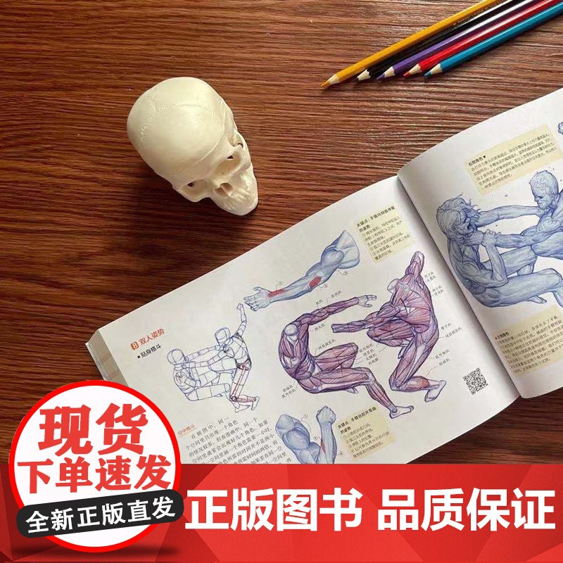 艺用动态解剖 内文附赠46集作者直播课程视频 素描绘画教学角色设计 漫威插画师金乐熹人体动态结构教程肌肉结构 多幅配图姿高清大图
