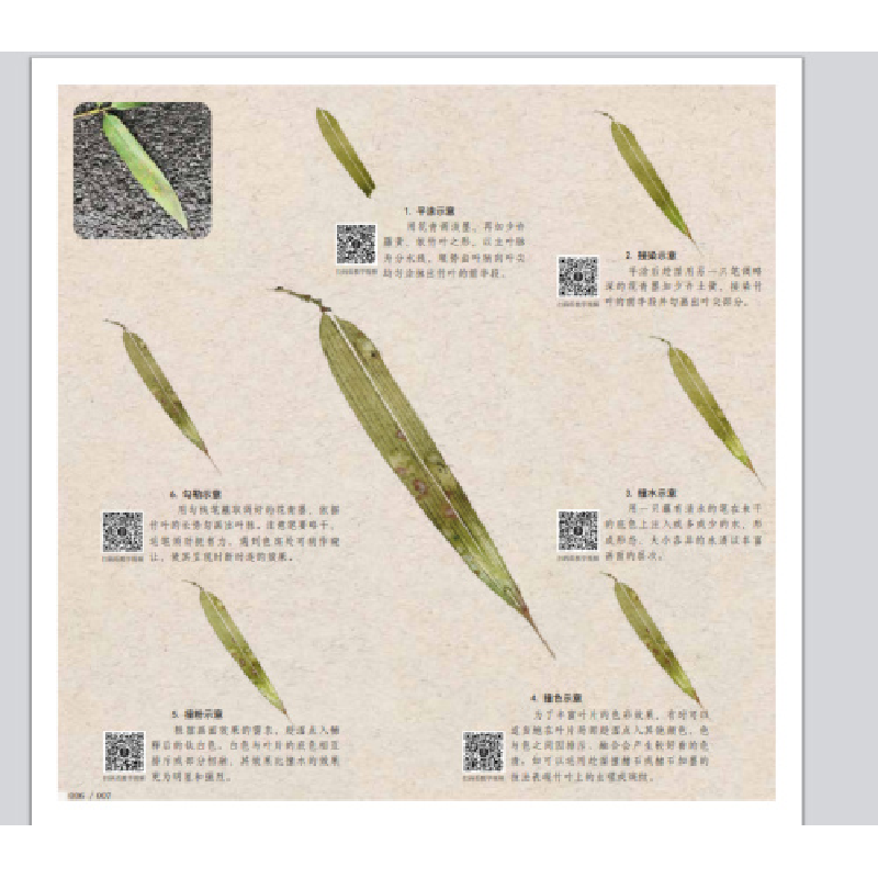 醉染图书没骨画技法教程 没骨竹子画法9787539343839高清大图