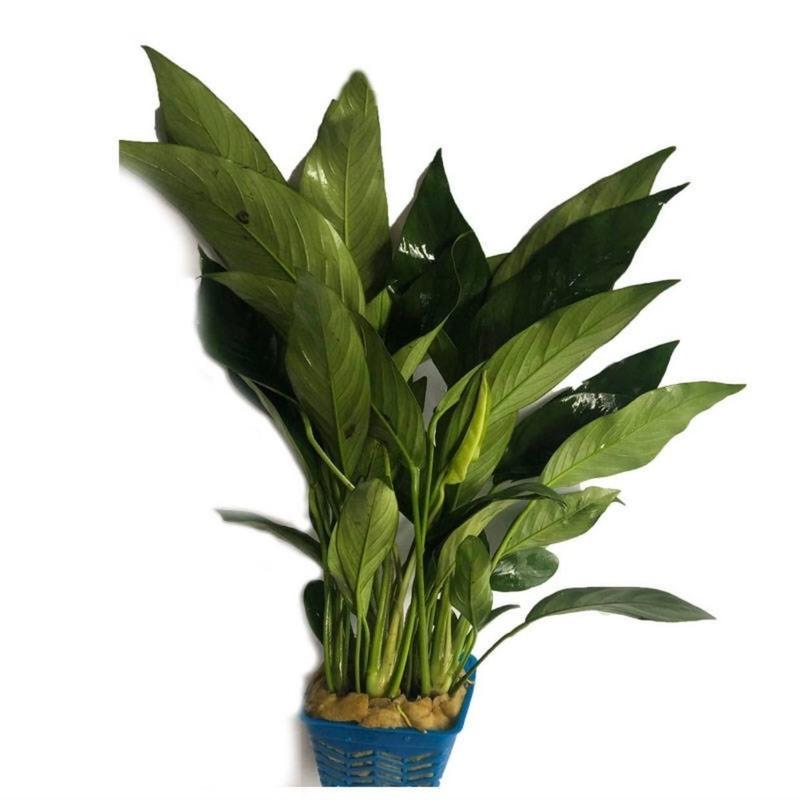 燕尾榕丹麦榕活体水草水榕鱼缸装饰丹麦尖叶水榕沉木造景套餐 丹麦榕