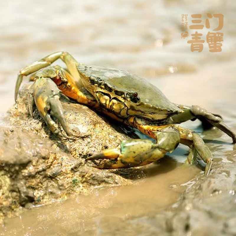 江浙沪专属三门青蟹正宗鲜活蟹肉蟹水产海鲜特大螃蟹2斤装野生鲜活特大 超大非黄油蟹1