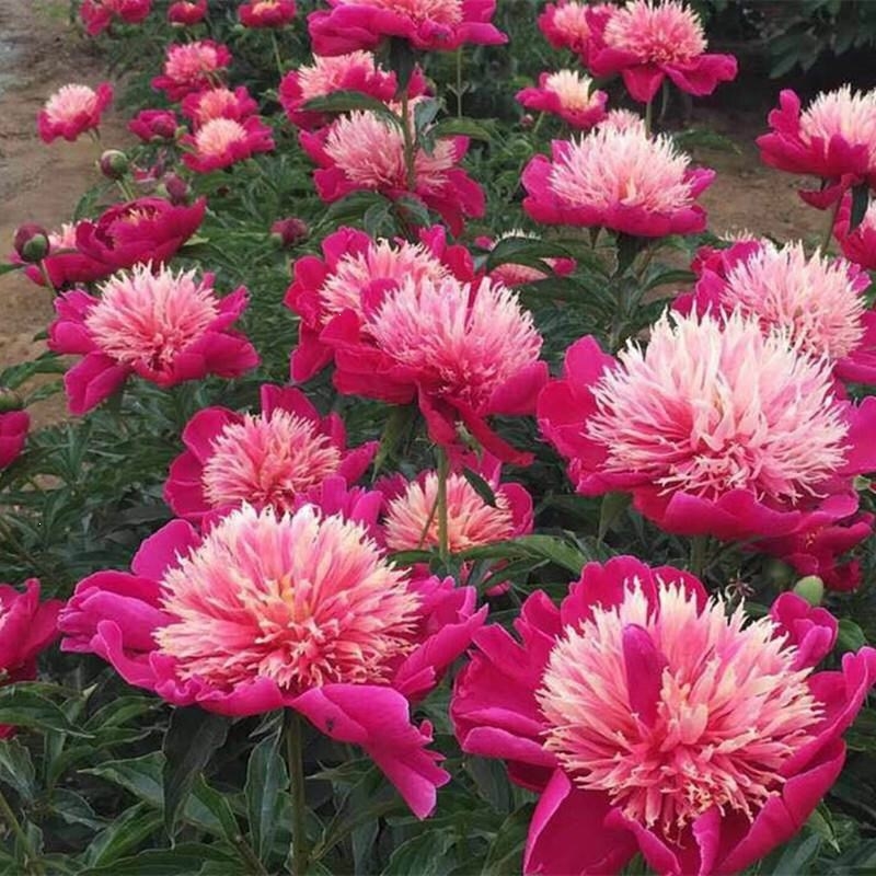 回固芍药花苗牡丹种子四季开花易活芍药种根块庭院盆栽花草好养花卉