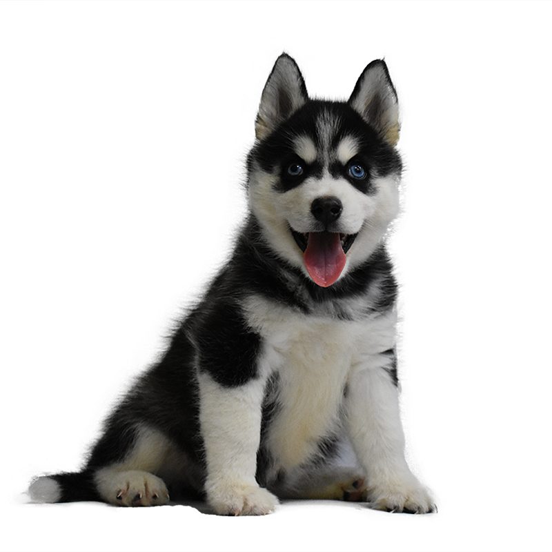 哈士奇活体幼犬 哈士奇幼犬活体二哈雪橇犬 宠物活体狗狗哈士奇 大型