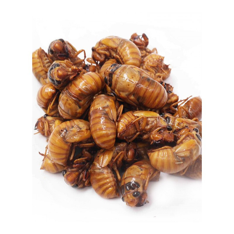 超絶技巧！虫食い模様 丸盆 在銘 中国？ neuroid.uprrp.edu