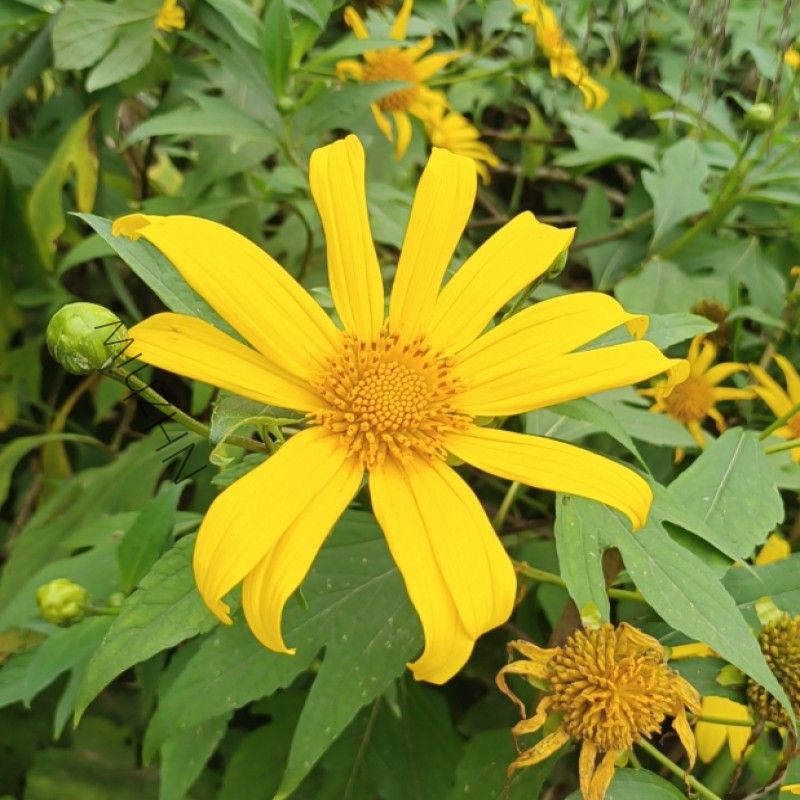 肿柄菊 2000粒高清大图