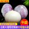 湛航 [独蒜干蒜]2021年云南紫皮独蒜头独头蒜红皮大蒜干蒜头种子批发