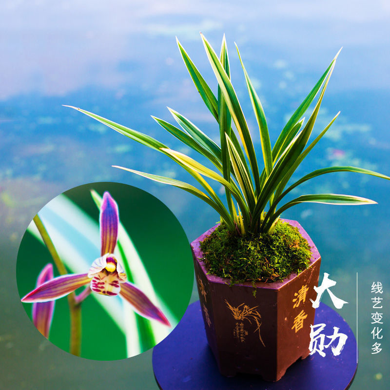 兰音汇精品正品兰花浓香型蕙兰墨兰建兰春兰苗室内绿植当年开花