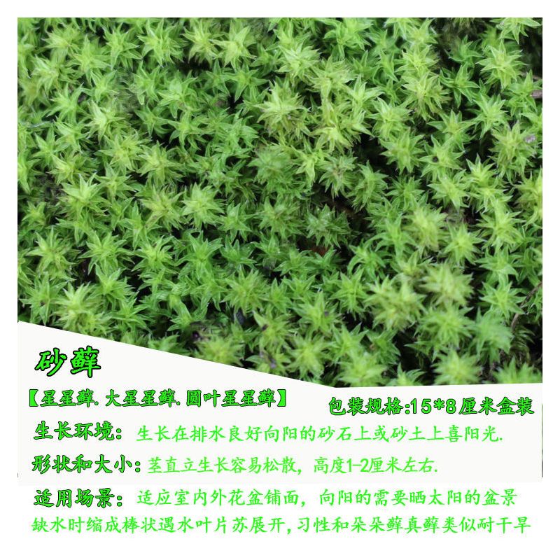 苔藓微景观鲜活植物铺面盆景草种子鱼缸苔藓生态瓶养龟造景