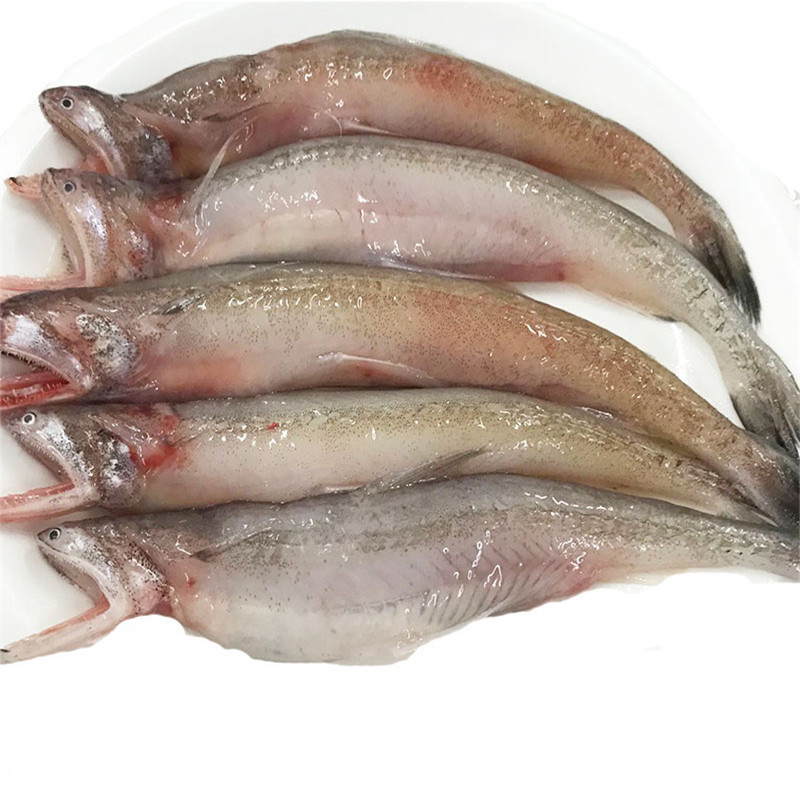 九肚鱼新鲜龙头鱼鲜活豆腐鱼水龙鱼水潺鱼顺丰1kg视频